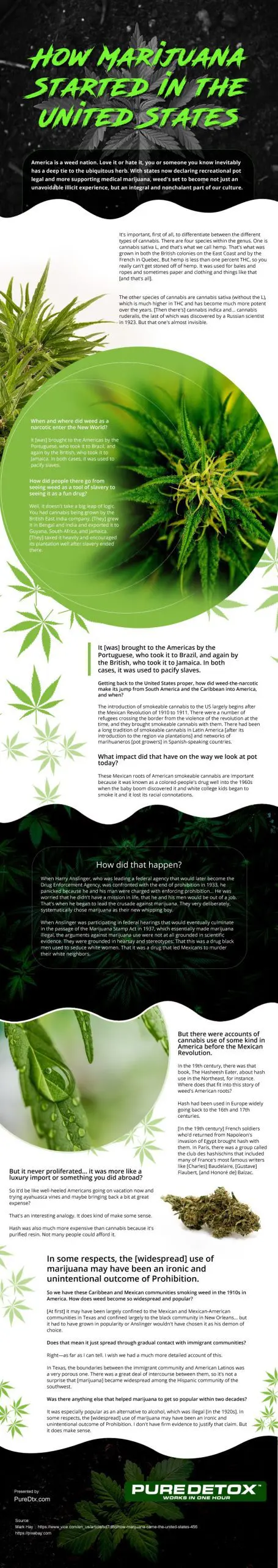 How Marijuana Started in the United States How-Marijuana-Started-in-the-United-States Infographic
