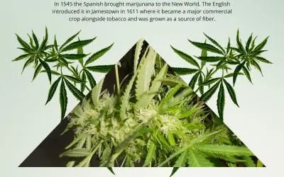 The History of Marijuana