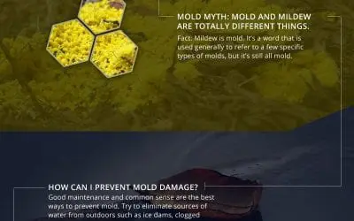 Mold Facts and Myths