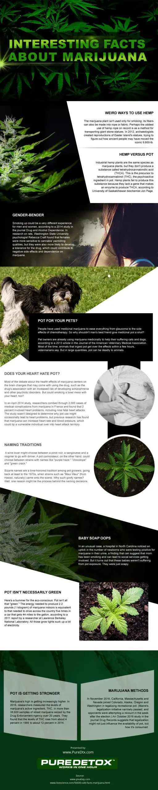 Interesting Facts About Marijuana Interesting-Facts-about-Marijuana Infographic
