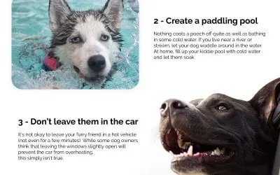 6 Ways to Keep Your Dogs Cool in Summer