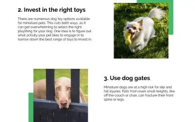 6 Care Tips for Miniature Dog Breeds