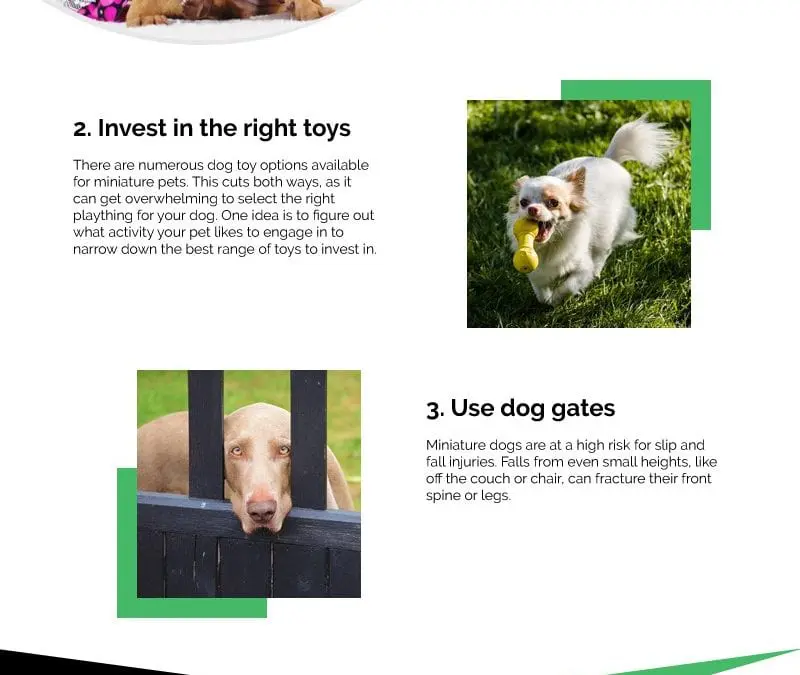 6 Care Tips for Miniature Dog Breeds