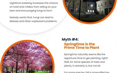 7 Misconceptions About Landscaping