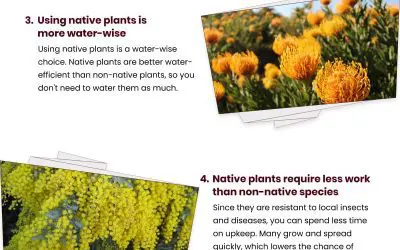 6 Advantages of Native Plants