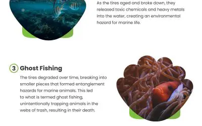5 Artificial Reef Construction Lessons