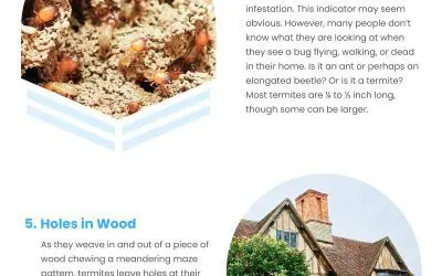 8 Roof Termite Indicators