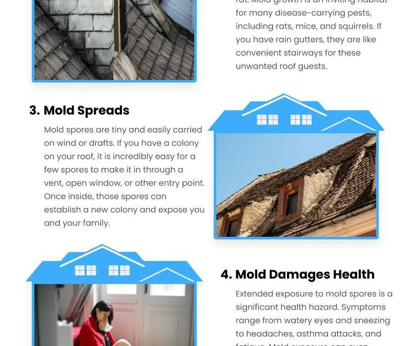 6 Roof Mold Consequences