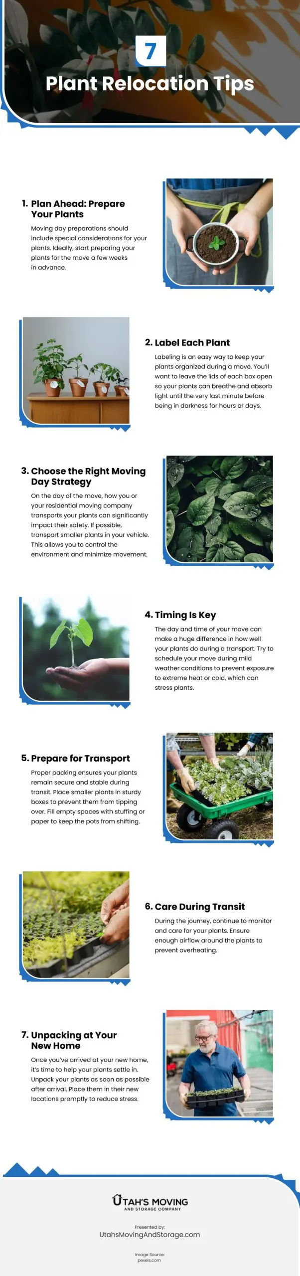 7 Plant Relocation Tips Infographic
