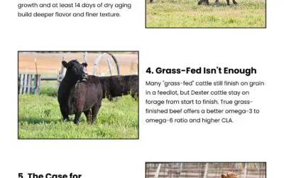 7 Reasons Dexter Beef Stands Out