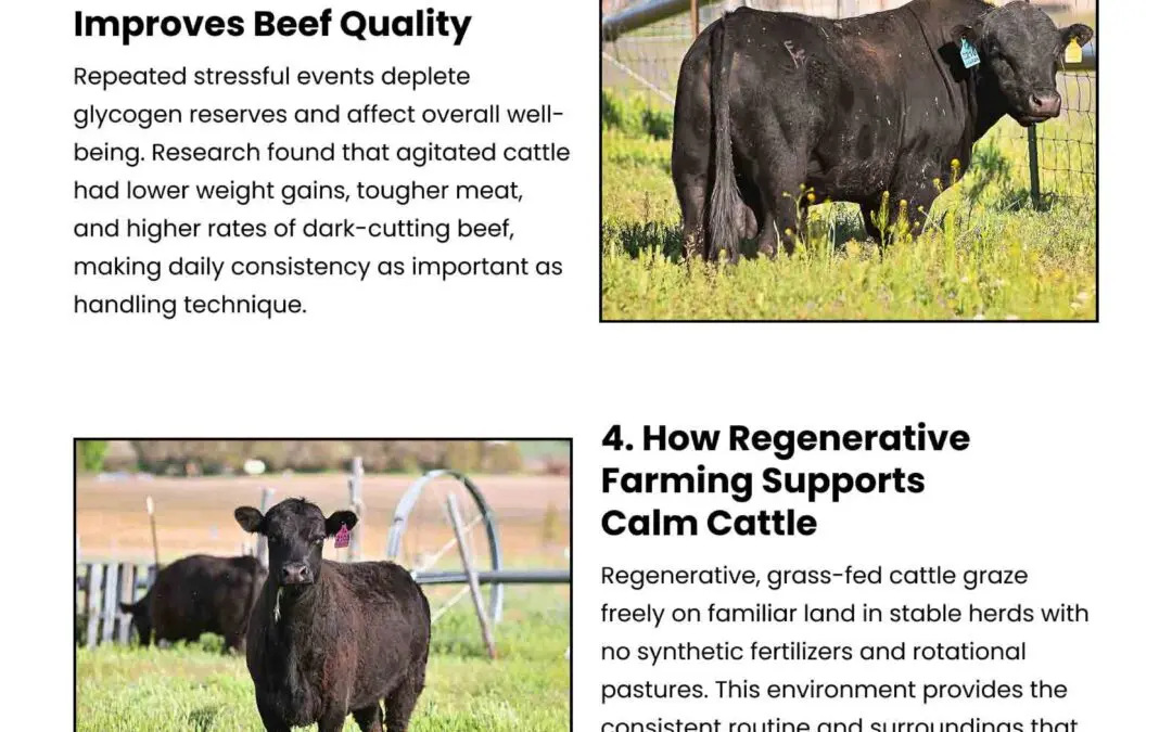 6 Ways Calm Cattle Produce Better Beef