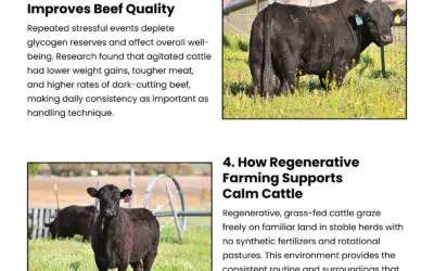 6 Ways Calm Cattle Produce Better Beef