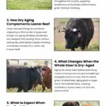 6 Ways Dry Aging Improves Grass-Finished Beef 6 Ways Dry Aging Improves Grass-Finished Beef Infographic