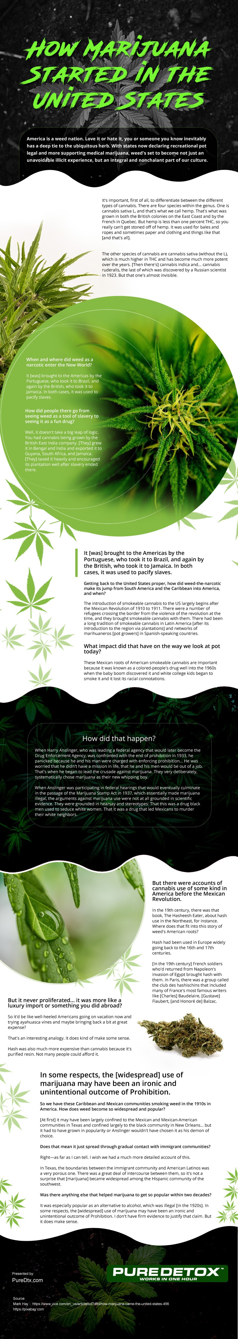How-Marijuana-Started-in-the-United-States Infographic