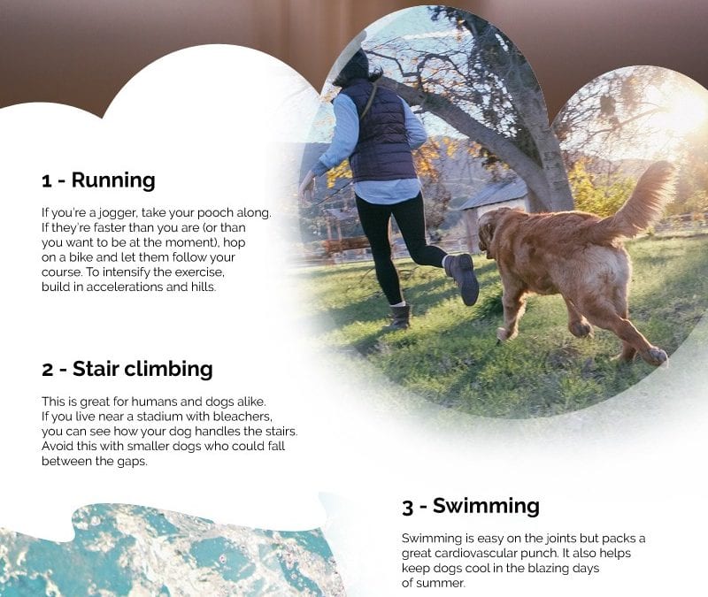 5 Exercises to Keep You and Your Dog Healthy