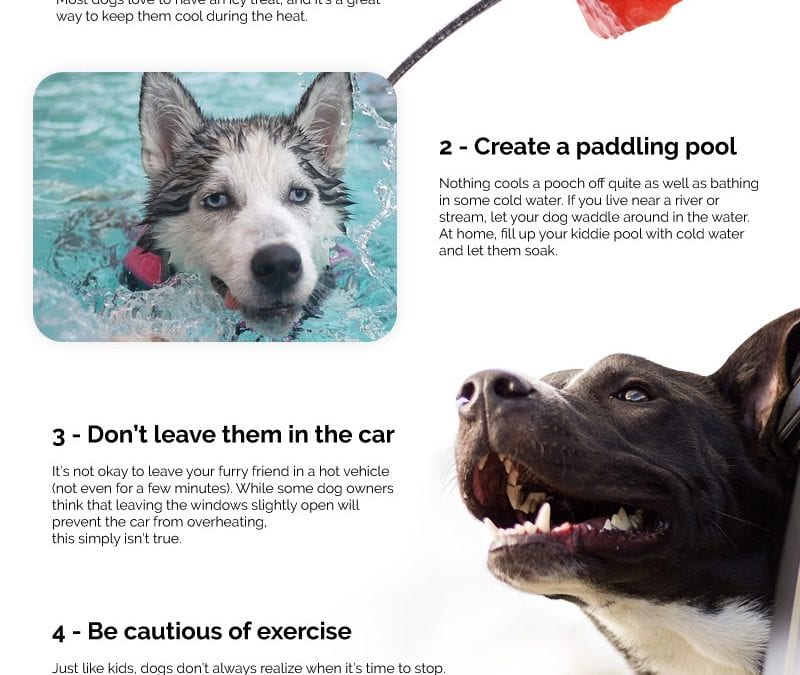 6 Ways to Keep Your Dogs Cool in Summer