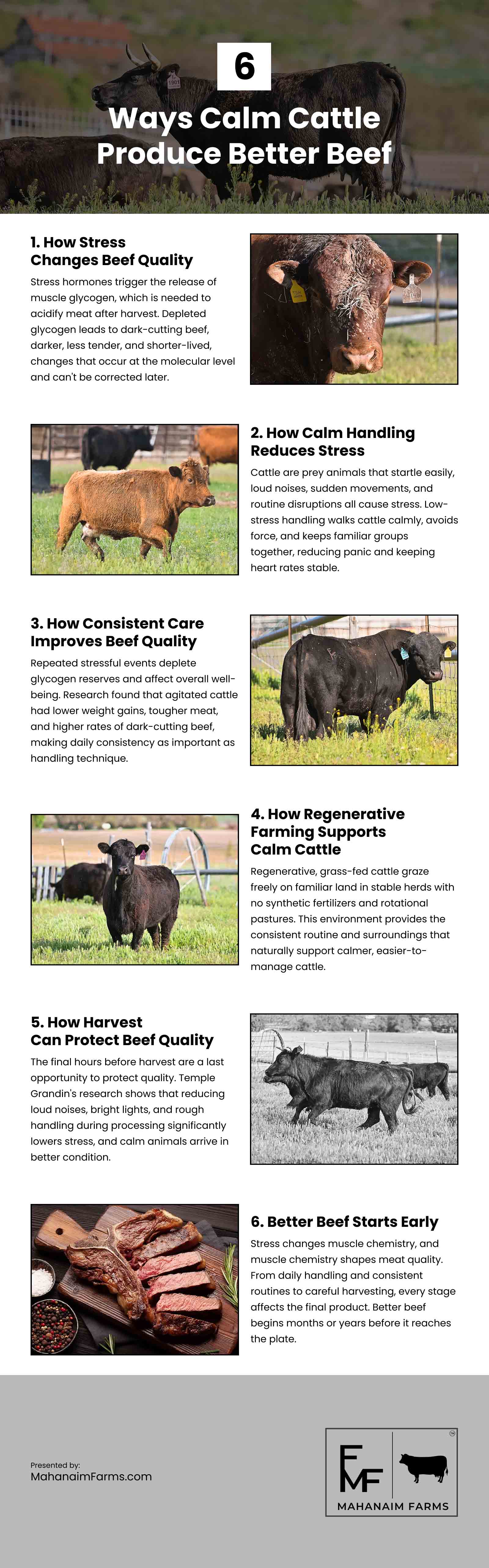 6 Ways Calm Cattle Produce Better Beef Infographic